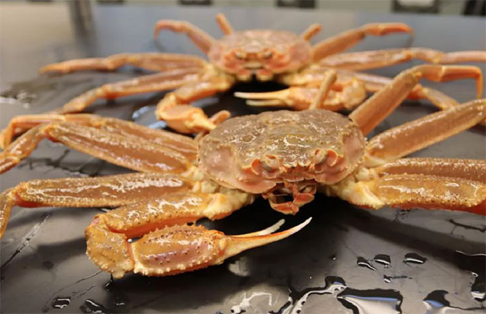 Nhiệt độ biển Bering ấm lên gây chết đói cua tuyết