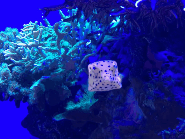 Cá nóc hòm vàng với thân hình vuông vắn và các đốm đen trên nền vàng