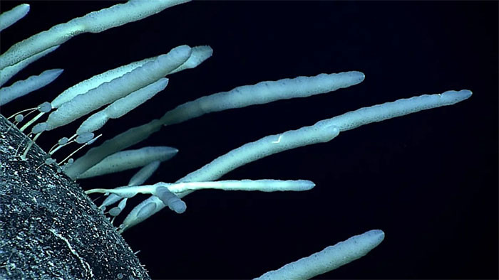 Gai silicon của bọt biển Monorhaphis chuni