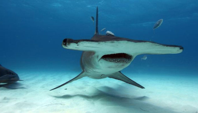 Phần đầu to lớn của cá mập đầu búa giúp chúng quét sâu xuống lòng đại dương và dò tìm thức ăn dễ dàng